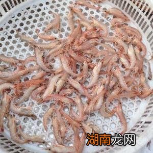 野生虾米吃什么食物长大