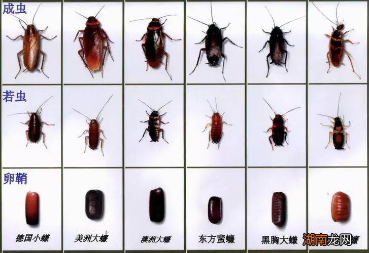 蟑螂有毒吗对人有危害吗