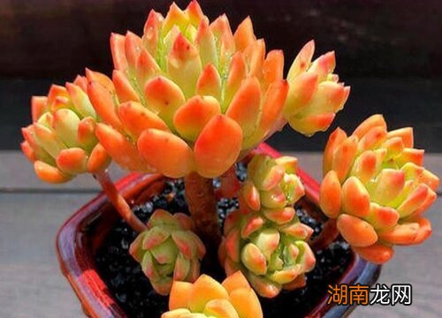 什么多肉好养活又容易出状态