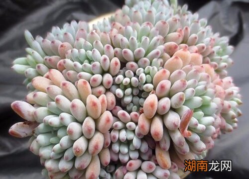 什么多肉好养活又容易出状态