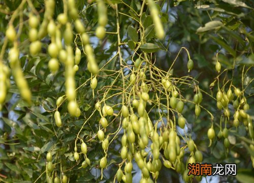 洋槐树和国槐树有啥区别图片