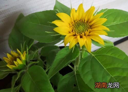 花语是你是我的救赎的花有哪些