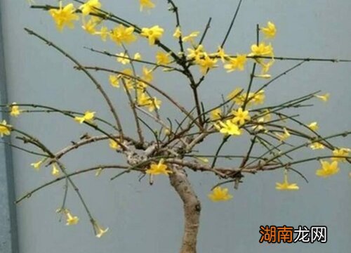 草木灰适合养什么花卉