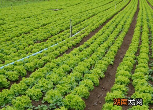 冬季时令蔬菜有哪些品种大全