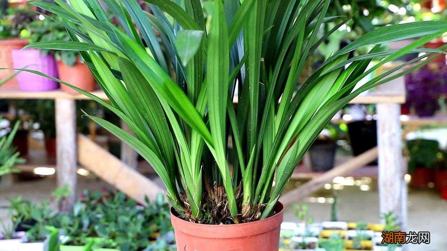 盆栽墨兰的养殖方法和注意事项有哪些
