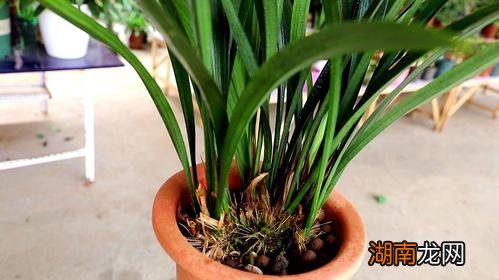 盆栽墨兰的养殖方法和注意事项有哪些