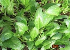 菠菜几天发芽出土露天出苗