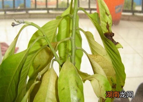 铁树摆放在哪里风水最好 家里养铁树好吗