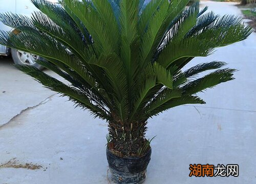 铁树摆放在哪里风水最好 家里养铁树好吗