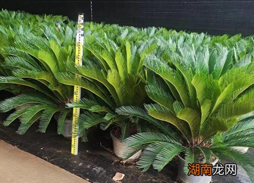 铁树摆放在哪里风水最好 家里养铁树好吗