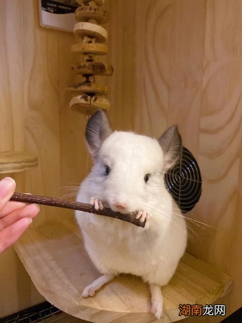 不咬人又认主的小宠物便宜