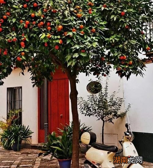 家门口种什么树最好最旺风水
