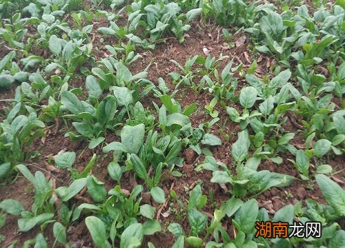 菠菜苗和菠菜有什么区别图片