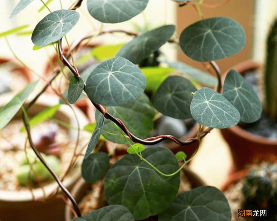 山乌龟种在室内的寓意和象征