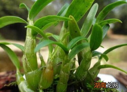 霍山石斛哪里是正宗最好