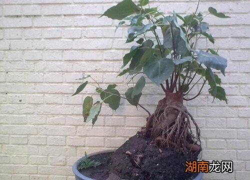 菩提树盆栽的养殖方法和注意事项