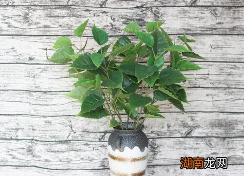 菩提树盆栽的养殖方法和注意事项