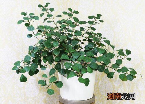 菩提树盆栽的养殖方法和注意事项