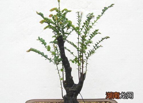 小叶紫檀有灵性吗需要开光吗