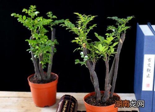 小叶紫檀有灵性吗需要开光吗