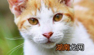 仙气十足的英文宠物名字,好听洋气的宠物名字英文