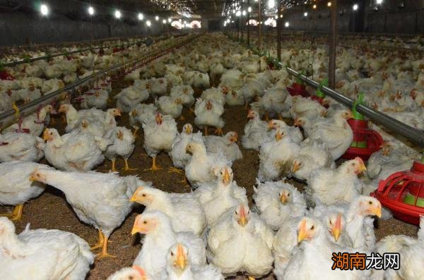 肉鸡养殖多久出栏多重?为什么是两年半?