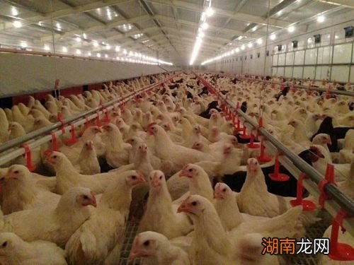 肉鸡养殖多久出栏多重?为什么是两年半?