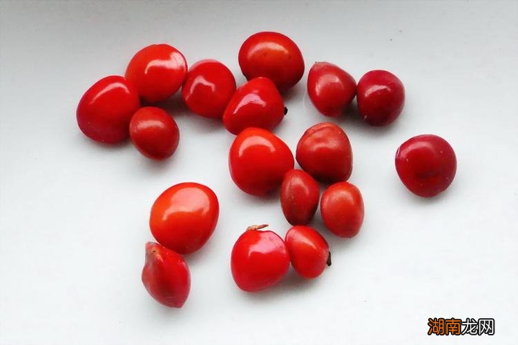 红色相思豆的寓意是什么意思