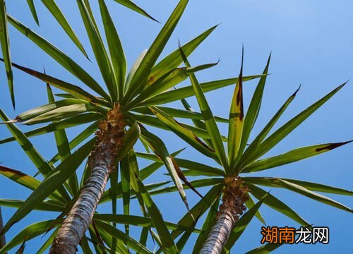 龙血树几年才开一次花