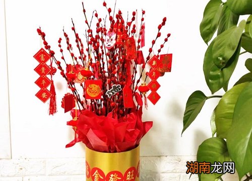 银柳干养好还是水培好养活