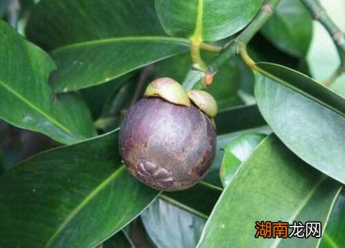 如何挑选山竹的好坏才不会挑到烂的