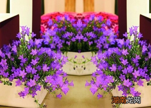 风铃草种子的种植方法步骤和时间