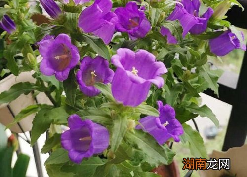 风铃草种子的种植方法步骤和时间