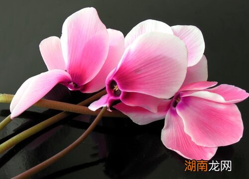 仙客来哪种颜色放家里好看旺财