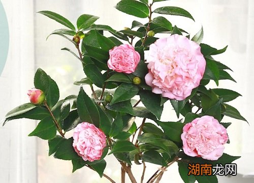 茶花家庭养法 盆栽茶花怎么养才长得好