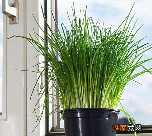 阳台种葱如何爆盆长得粗壮