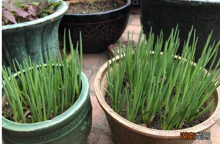 阳台种葱如何爆盆长得粗壮