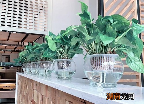 水培绿萝养鱼会缺氧吗