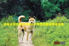 情感语录文案长句素材在哪里找爱情情感语录大全