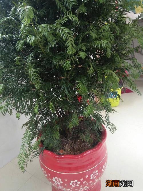 盆栽红豆杉的养殖方法和注意事项