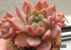 适合阳台养的多肉有哪些品种图片