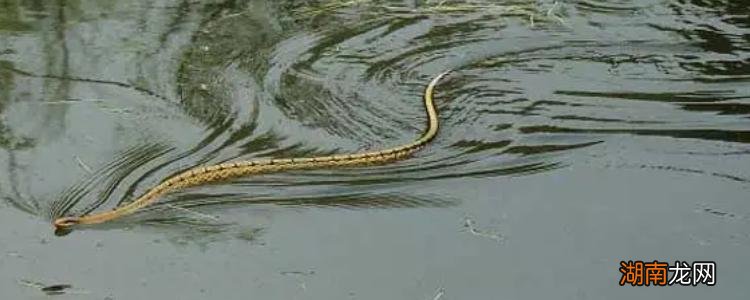 真实图片 水虺是什么动物