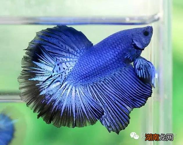 热带鱼种类名称及图片