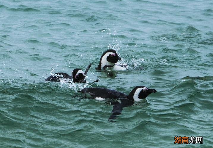 企鹅会飞吗会游泳吗