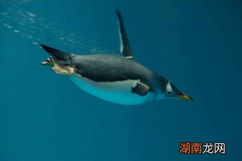 企鹅会飞吗会游泳吗