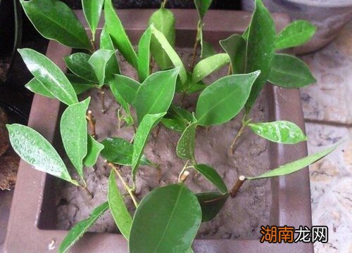 盆栽榕树的养殖方法和注意事项