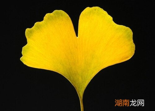 银杏叶什么季节变黄色