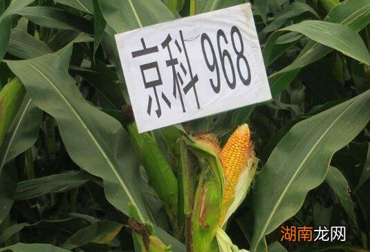 京科968玉米种抗倒伏能力 京科968倒伏严重吗