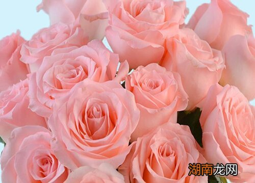 11朵粉色玫瑰代表什么意思