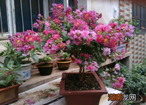 紫薇树的忌讳及养护管理注意事项